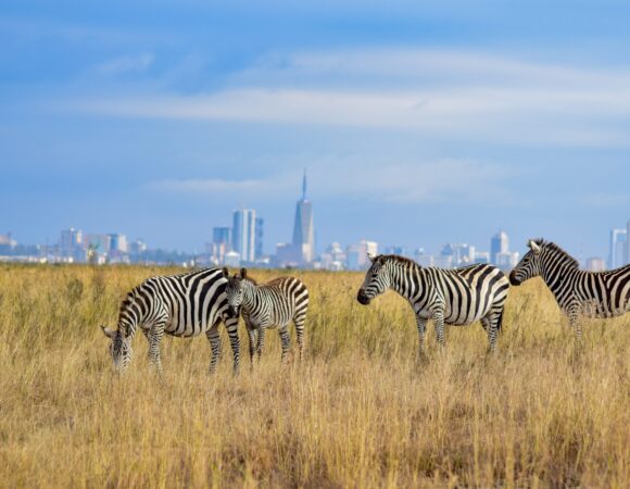 Best Time to Go to Kenya