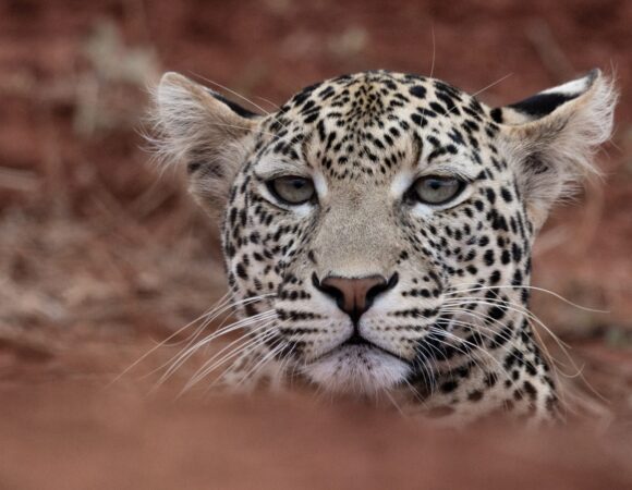 Best time to visit the Masai Mara